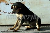 04.12.2013 SIERADZ GMINA PIES 56025